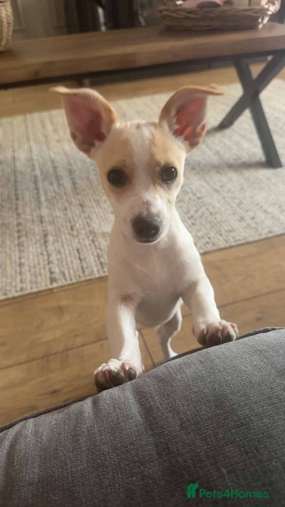 Jack Russell dogs for sale: Jack Russell  - Advert 1