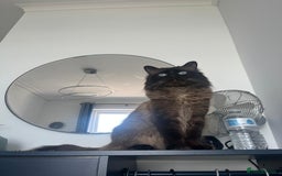 Ragdoll cats for stud: Ragdoll for stud  - Image 1