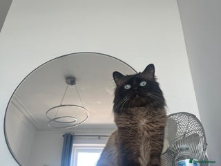 Ragdoll cats - Advert 2