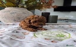 Toy Poodle dogs for sale: Kc reg deep red toy poodle council licensed  - Image 7