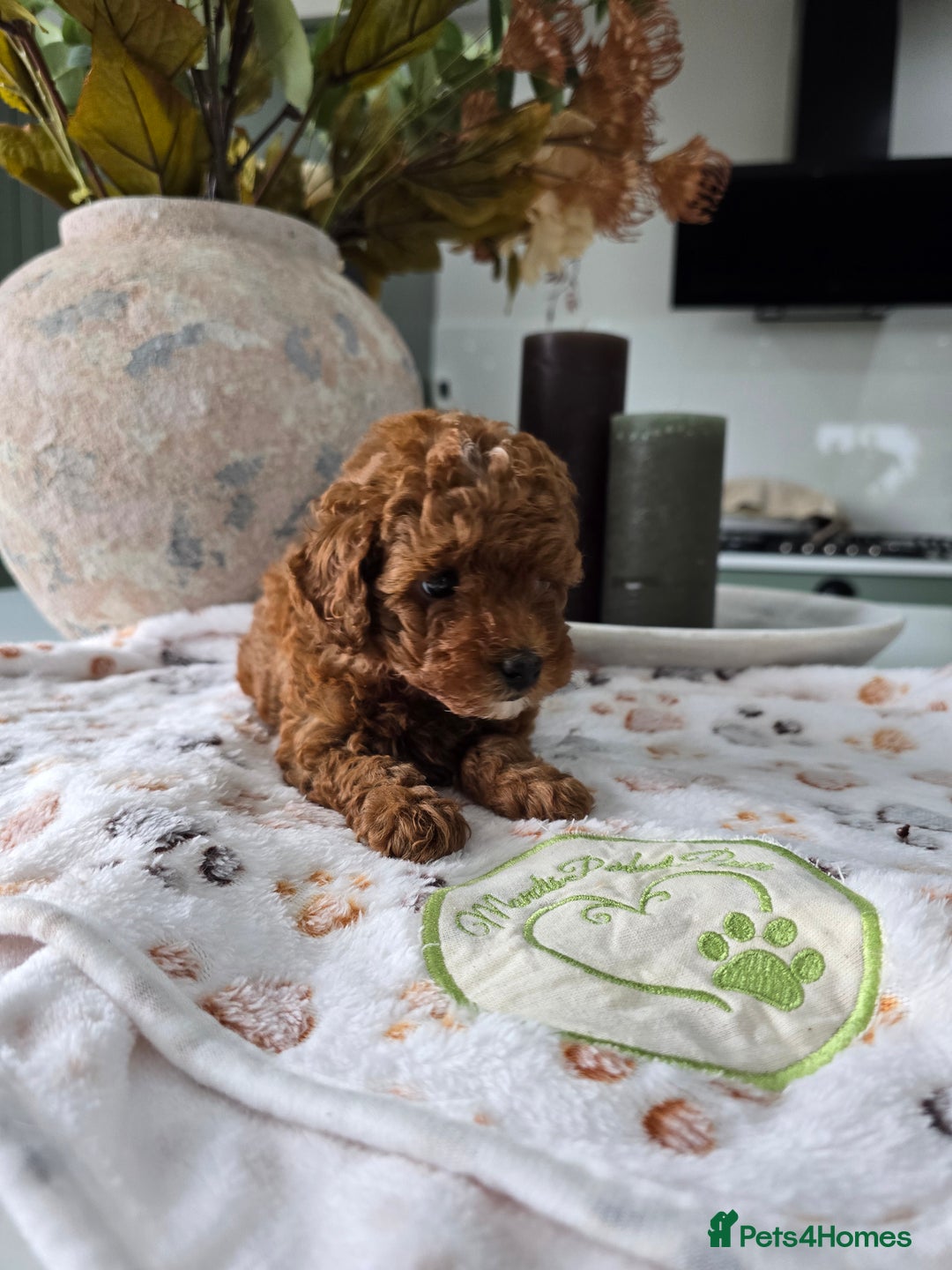 Toy Poodle dogs for sale: Kc reg deep red toy poodle council licensed  - Image 7