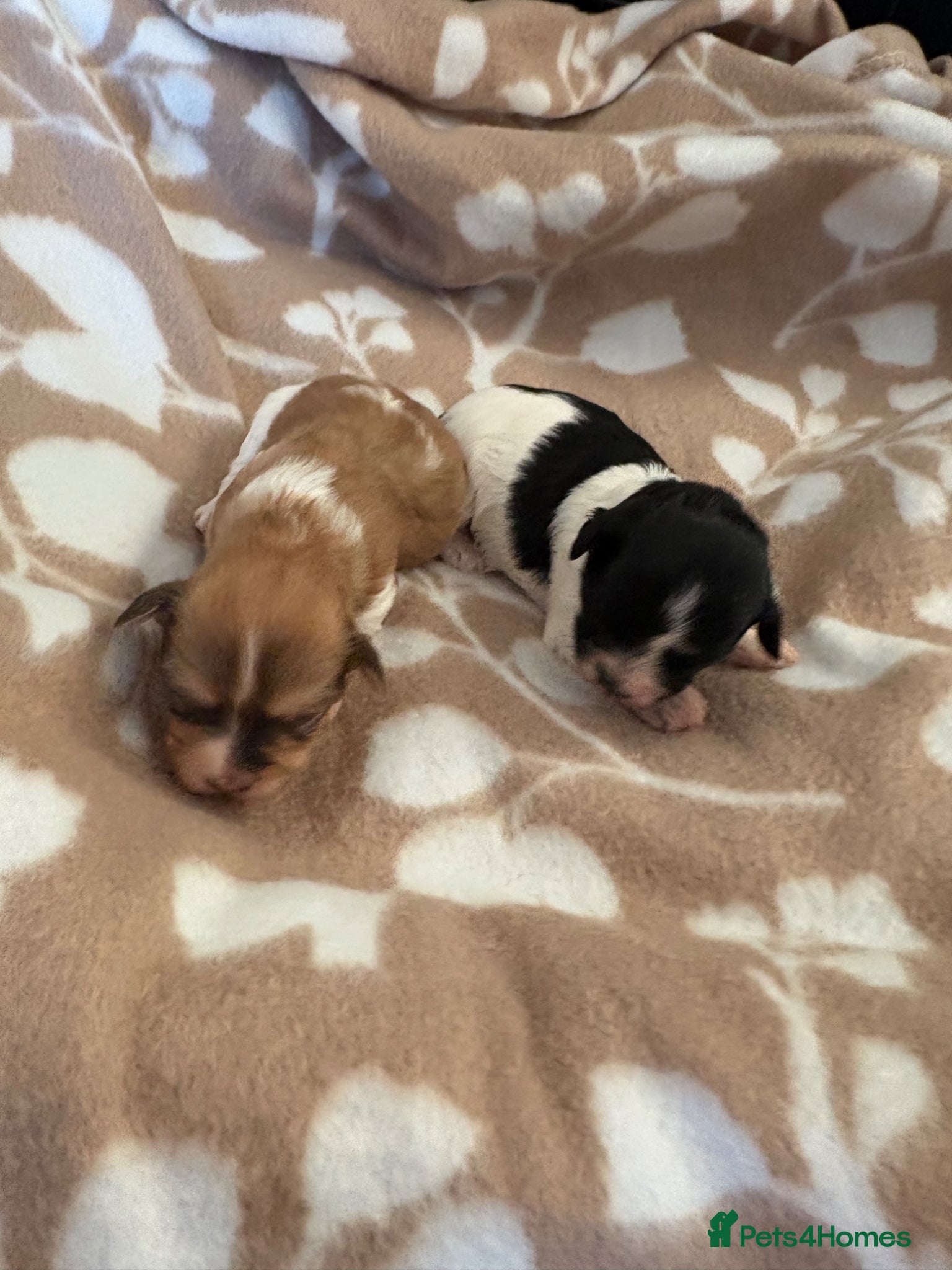 Havanese dogs Beautiful KC Registered Havanese Puppies - Advert 2