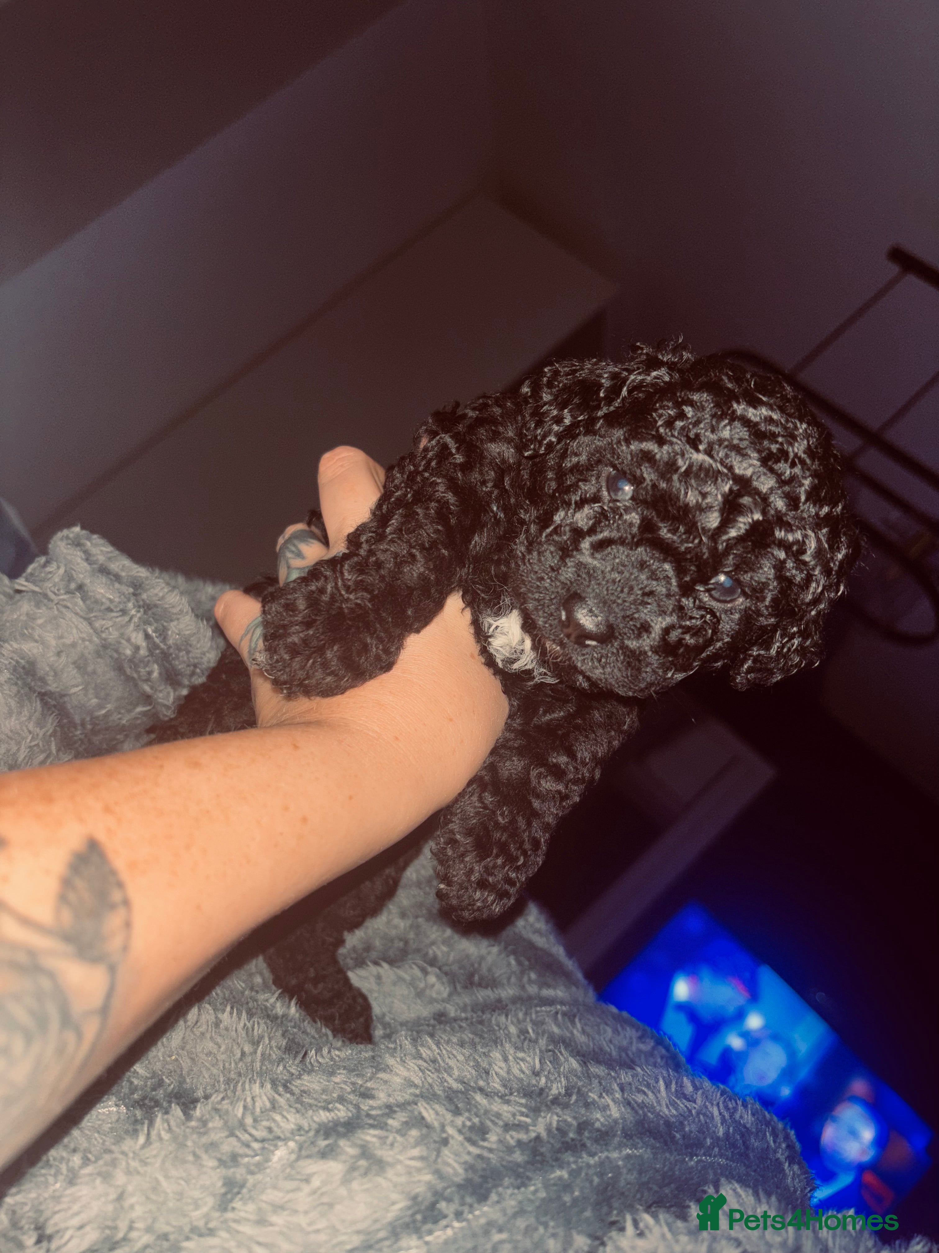 Cavapoo dogs F1bb Tiny Toy Cavapoo 💙💚💓  - Advert 12