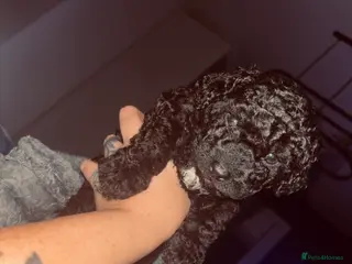 Cavapoo dogs F1bb Tiny Toy Cavapoo 💙💚💓 - Advert 12