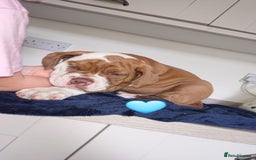 Old Tyme Bulldog dogs for sale: Old Tyme Bulldog pups 9 weeks  - Image 9