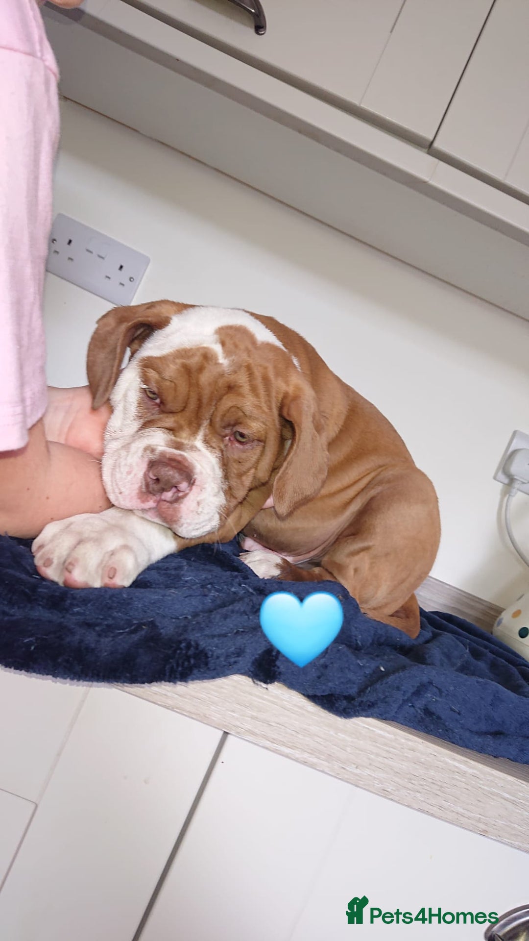 Old Tyme Bulldog dogs for sale: Old Tyme Bulldog pups 9 weeks  - Image 9