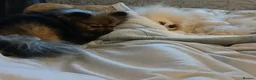 Pomeranian dogs for sale: 2 pomeranian girls kc reg - Advert 4