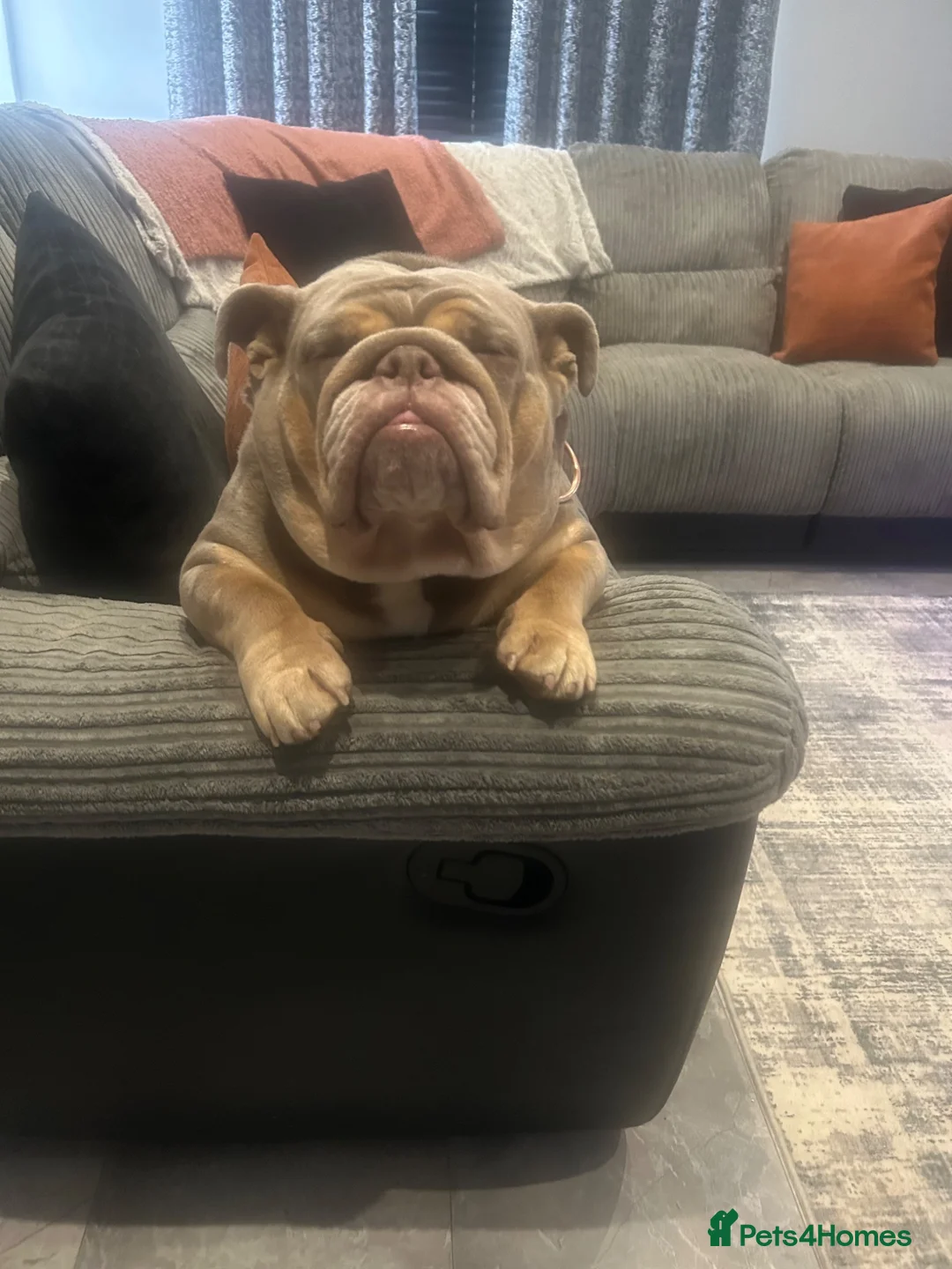 English Bulldog dogs for sale: Stunning English bulldog puppies  - Advert 1