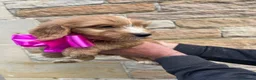 Cockapoo dogs for sale: Cockapoo puppy’s F1 beautiful puppies  - Advert 8