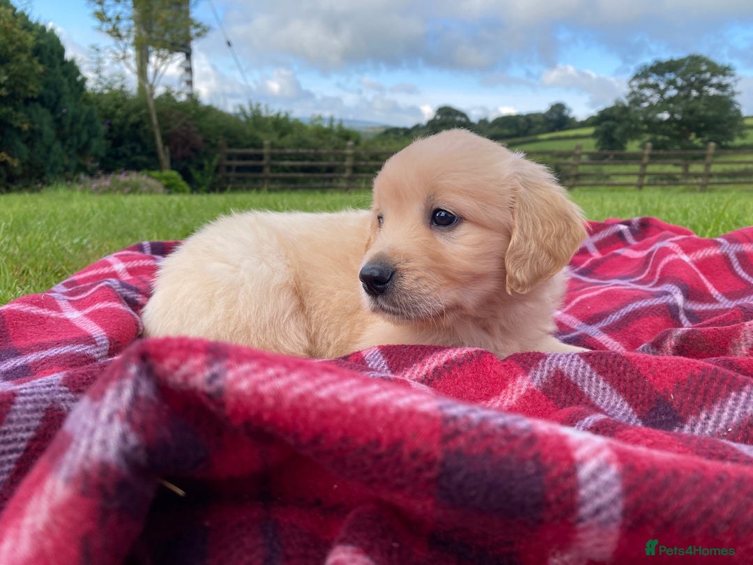 Golden Retriever dogs for sale: ⭐️ Beautiful Golden Retriver Puppies ⭐️ - Image 7