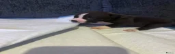 Mixed Breed dogs for sale: Staffordshire bull terrier cross American bulldog - Advert 3