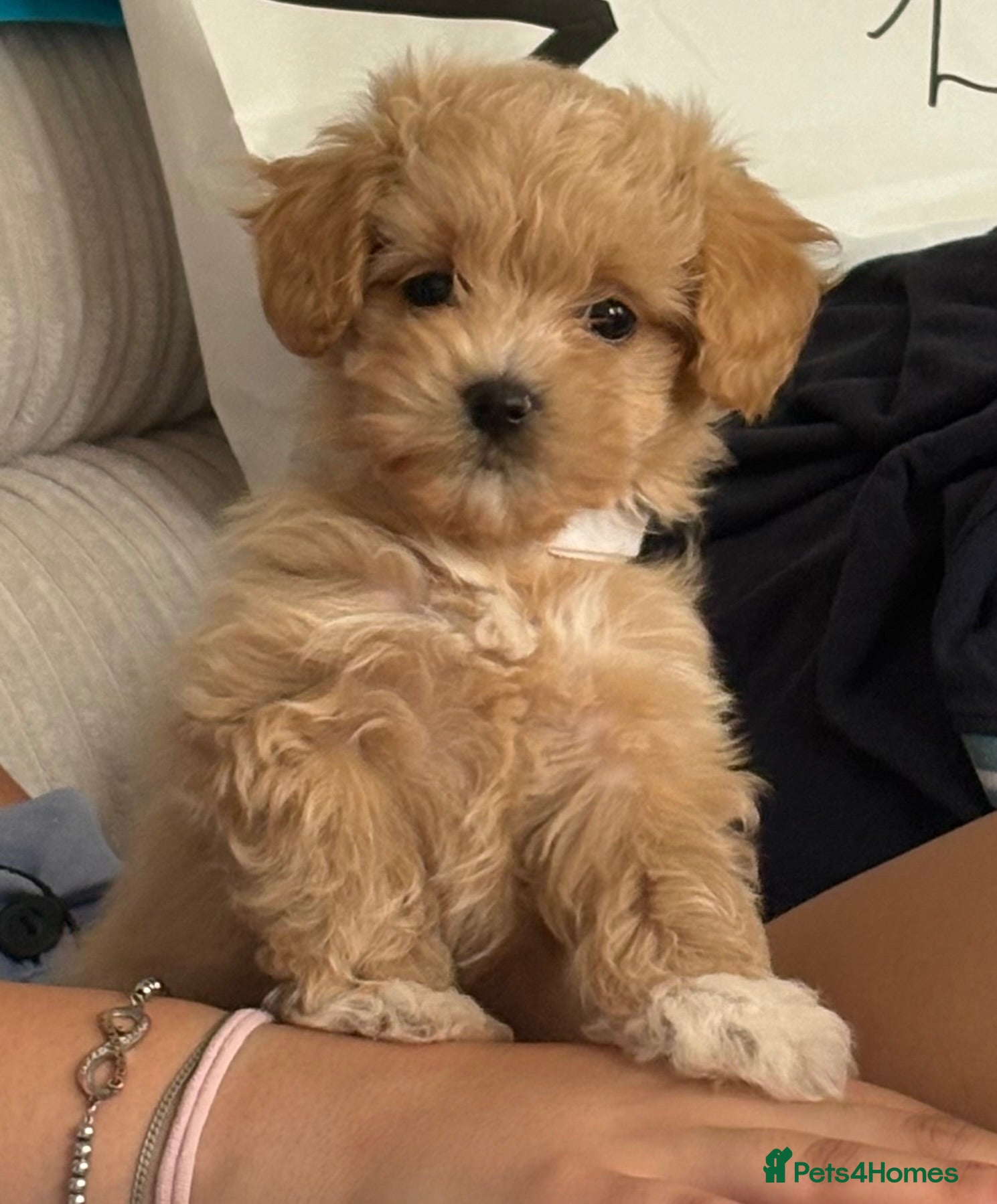 Maltipoo dogs Ready Sunday!! Beautiful Maltipoo pups ❤️❤️ - Advert 2