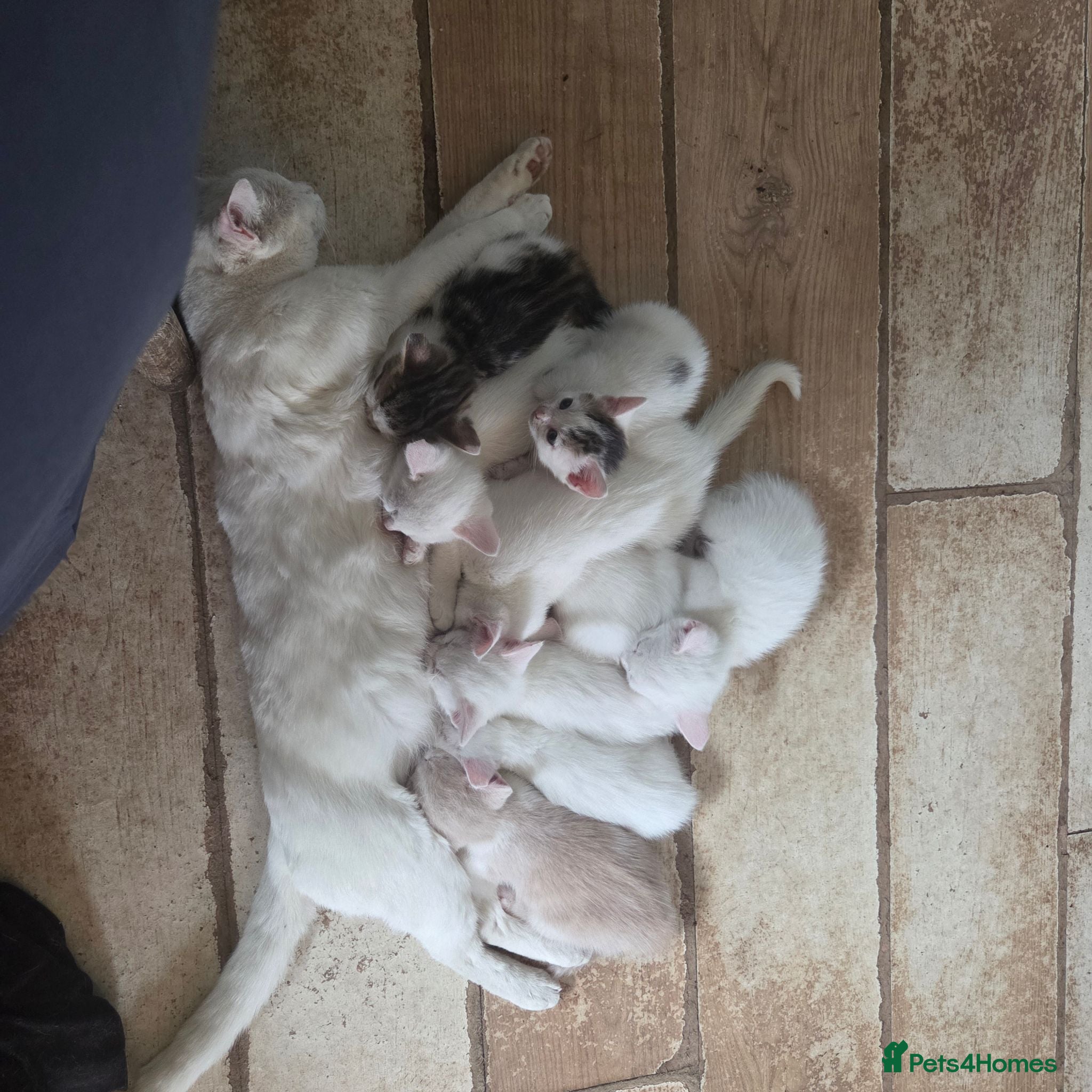 British Shorthair cats British Shorthair kittens  - Advert 9