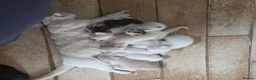 British Shorthair cats for sale: British Shorthair kittens  - Advert 1