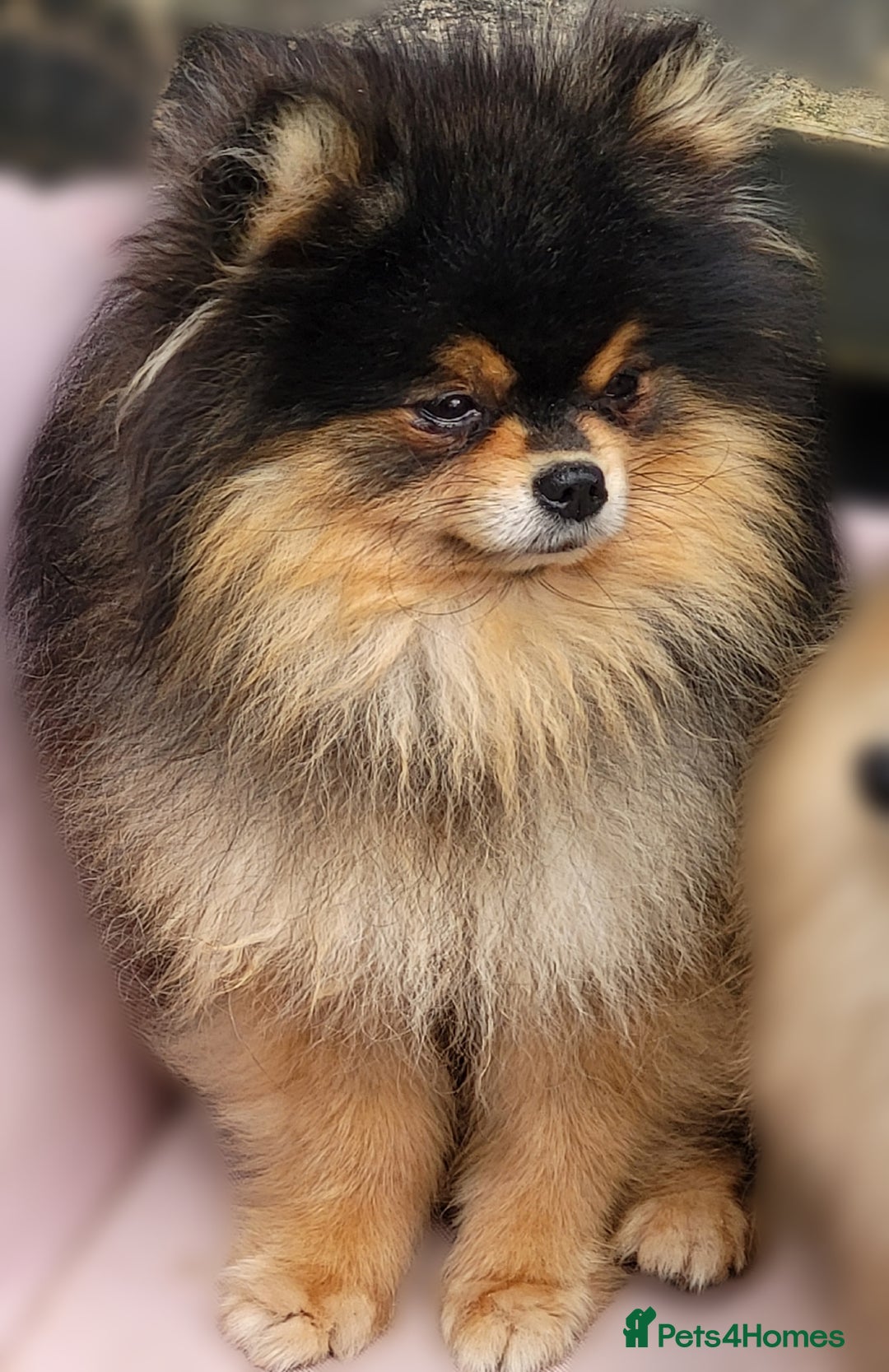 Pomeranian dogs for stud: Kc Pomeranian For Stud Duties - Advert 3