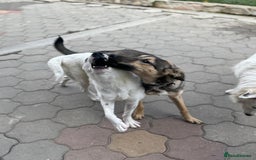 Mixed Breed dogs for adoption: MOCHI – a Superb young Girl for a Loving Home - Advert 18