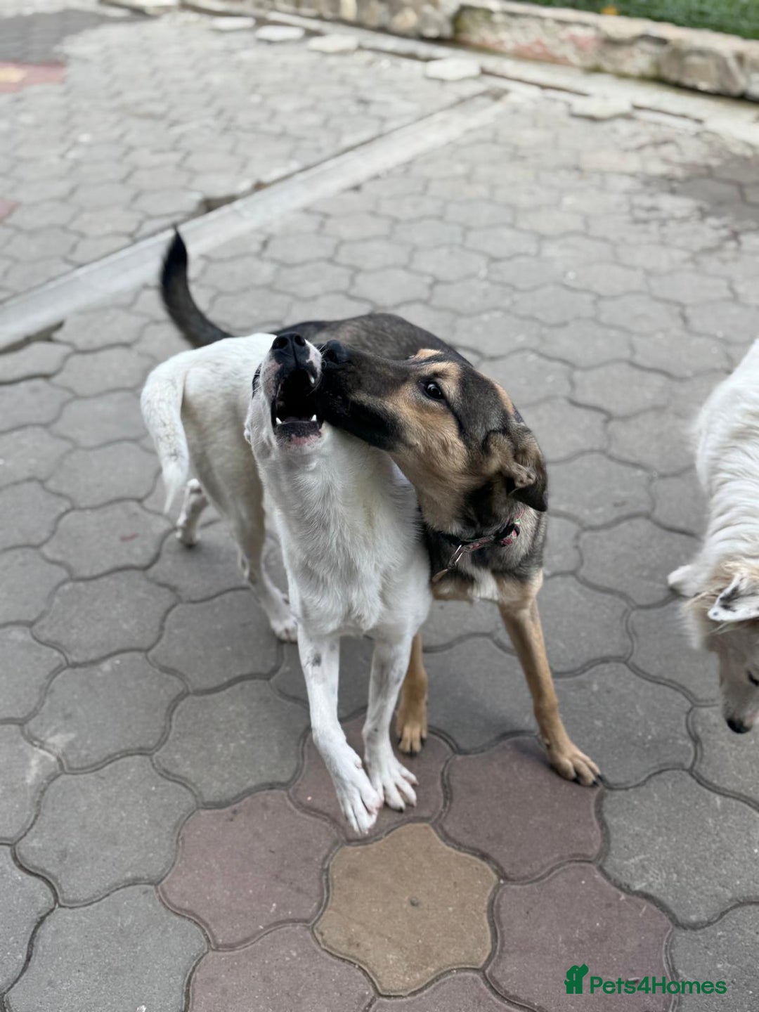 Mixed Breed dogs for adoption: MOCHI – a Superb young Girl for a Loving Home - Advert 18