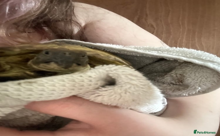 Tortoise reptiles - Advert 2