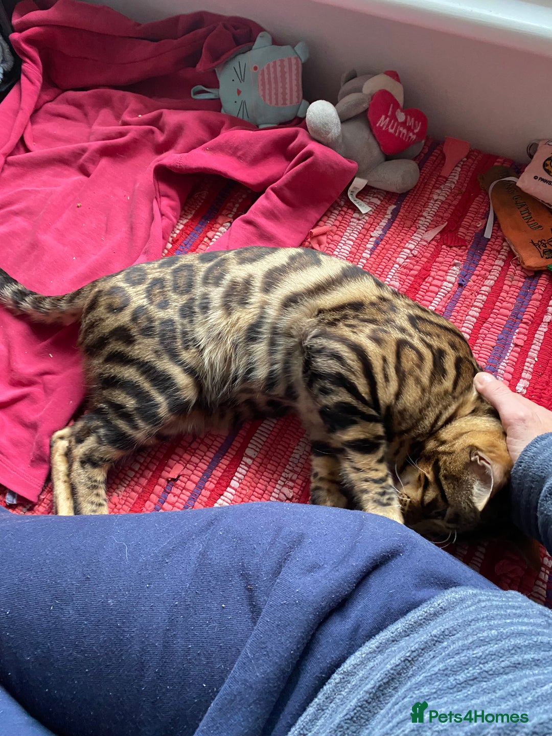 Bengal cats for sale: Loving 1year old male bengal - Advert 11