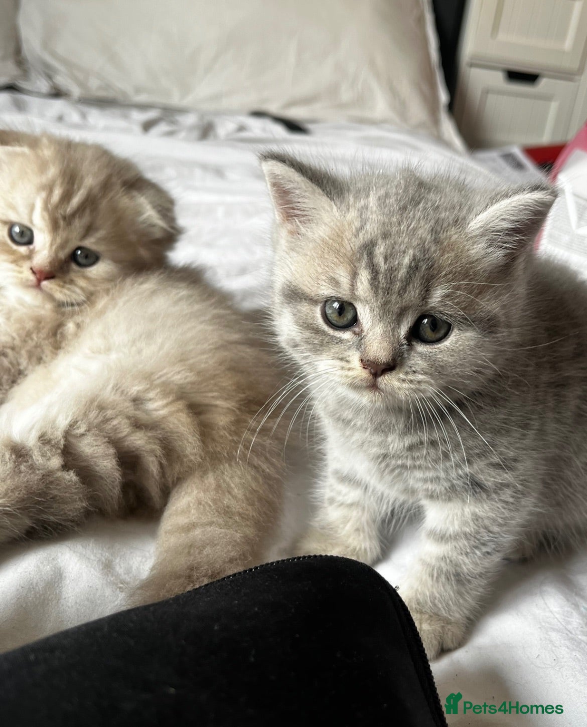 Scottish Fold cats ✨ Beautiful TICA babies Fold & Straight ✨  - Advert 1
