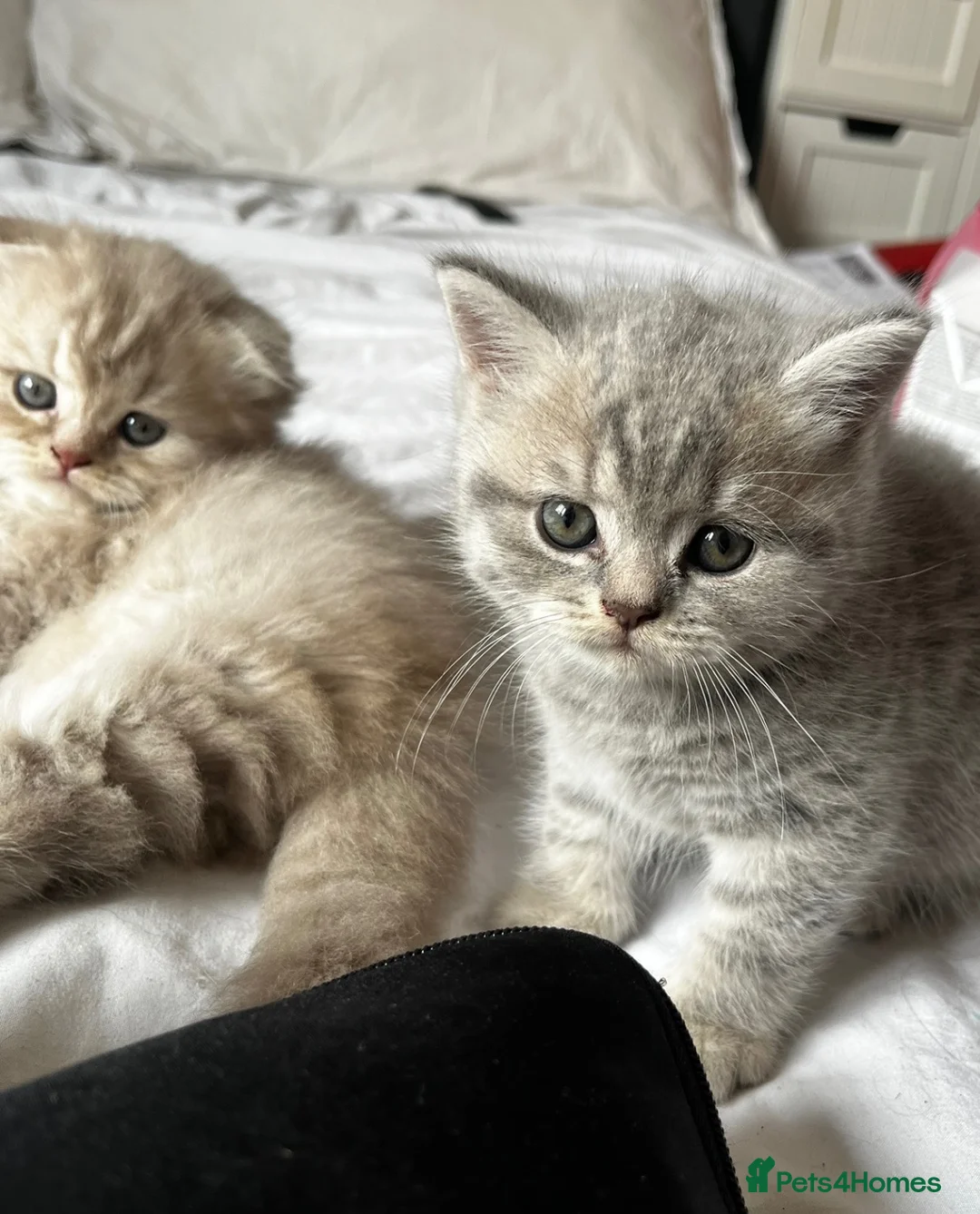 Scottish Fold cats for sale: ✨ Beautiful TICA babies Fold & Straight ✨  - Advert 1
