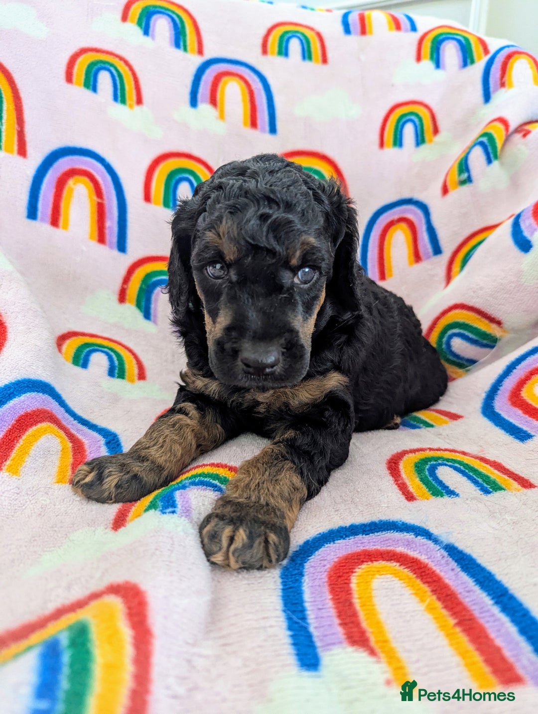 Miniature Poodle dogs for sale: Stunning Red & Phantom Poodles - Image 18