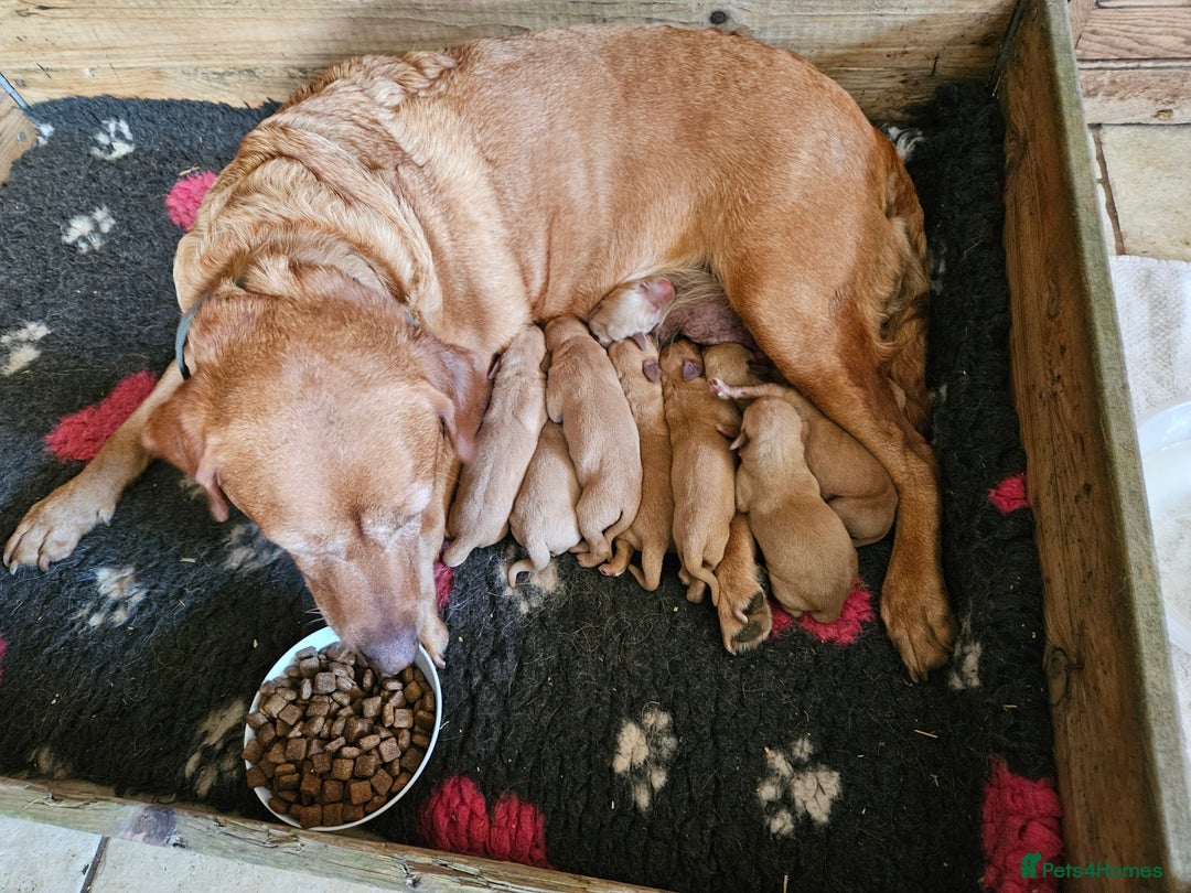 Labrador Retriever dogs for sale: Foxred Labrador pups - Image 5