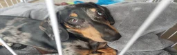 Miniature Dachshund dogs for sale: Dapple miniature dachshund - Advert 8