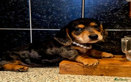 Miniature Dachshund dogs for sale: Quality miniature daschund  - Image 1