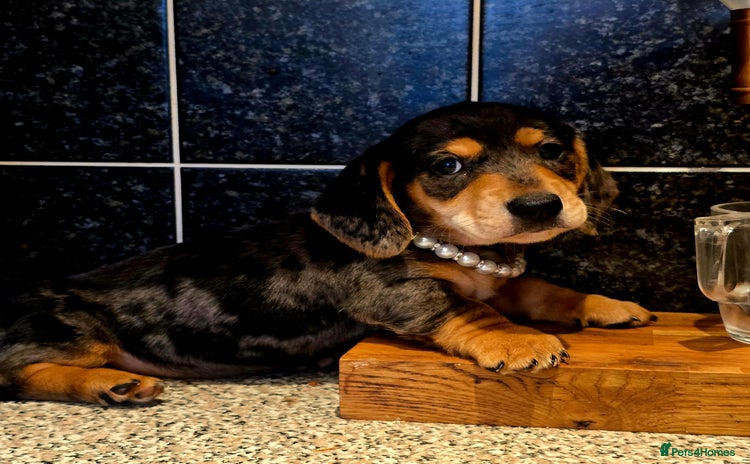 Miniature Dachshund dogs - Advert 2