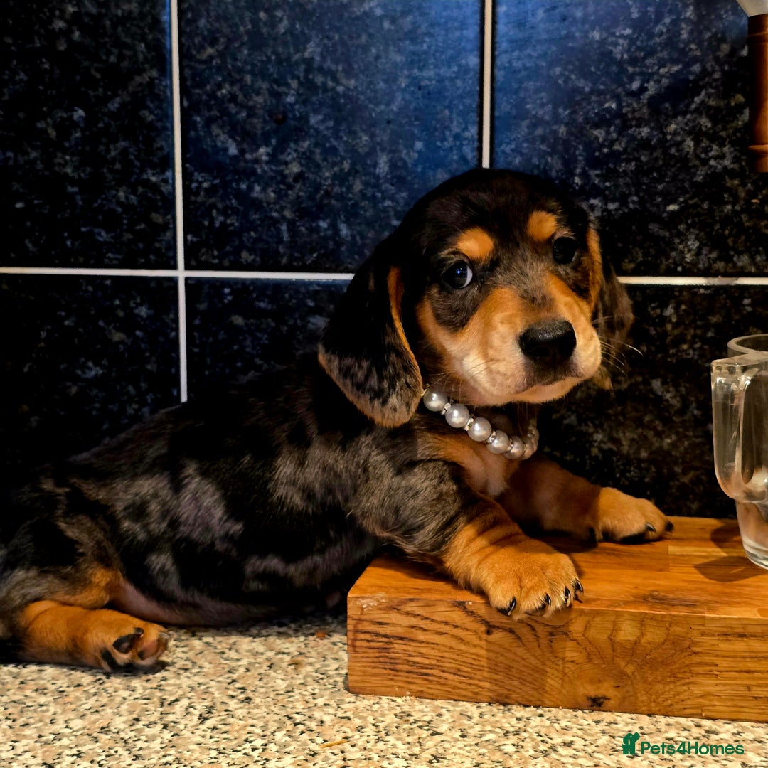 Miniature Dachshund dogs for sale: Quality miniature daschund  - Image 1