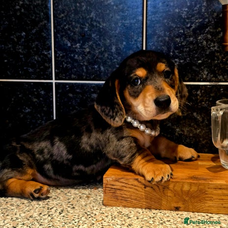 Miniature Dachshund dogs - Advert 3