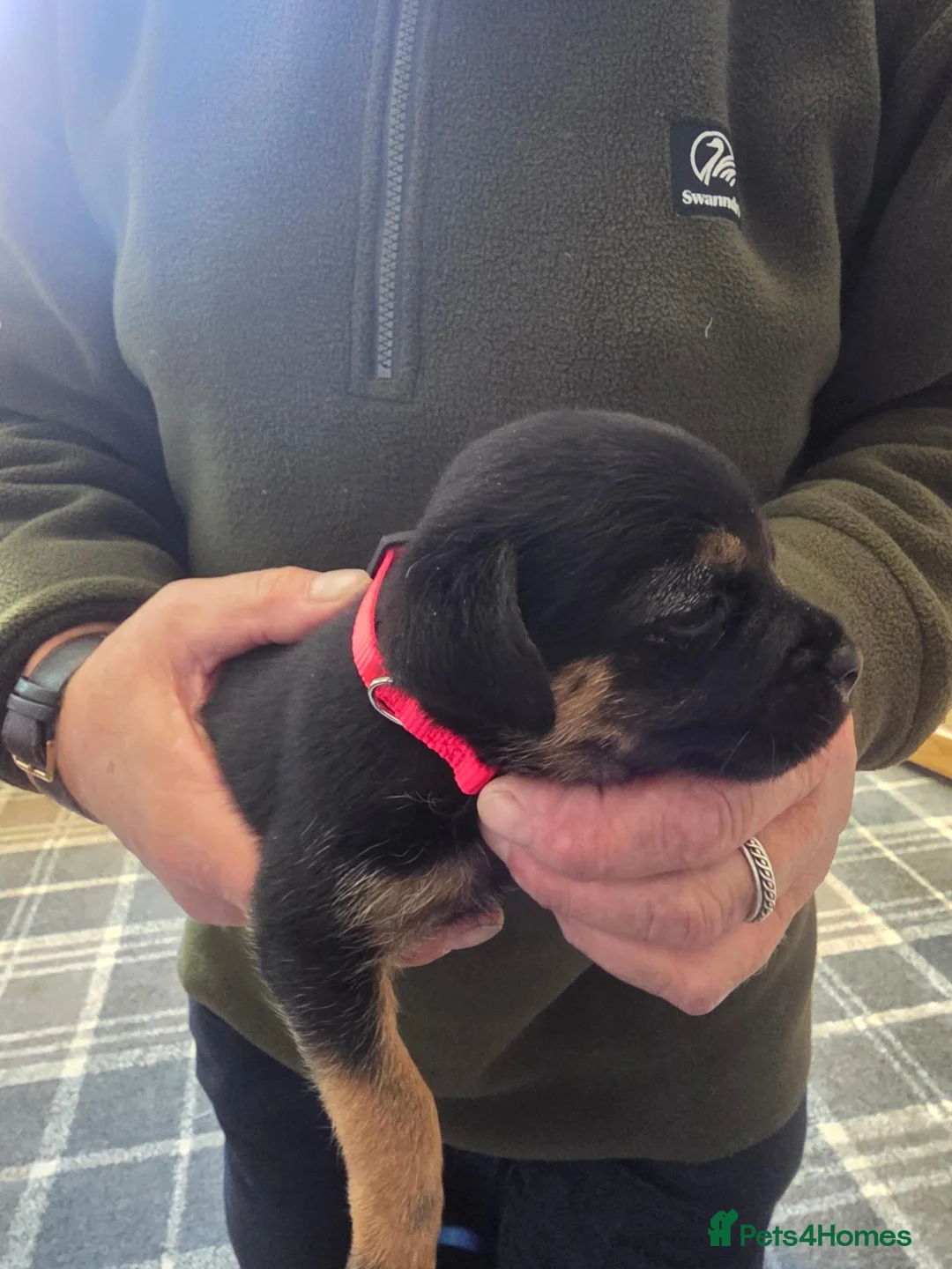 Border Terrier dogs for sale: Border Terrier dogs for sale. in Sanquhar - Advert 9
