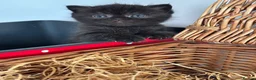 Exotic cats for sale: 2 high quality exotic females  - Advert 13