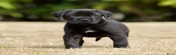 Presa Canario dogs for sale: BLACK PRESA PUPS - Advert 4