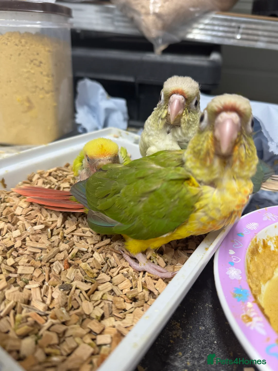 Conures birds for sale: Hand Reared Tame baby conures  - Advert 2