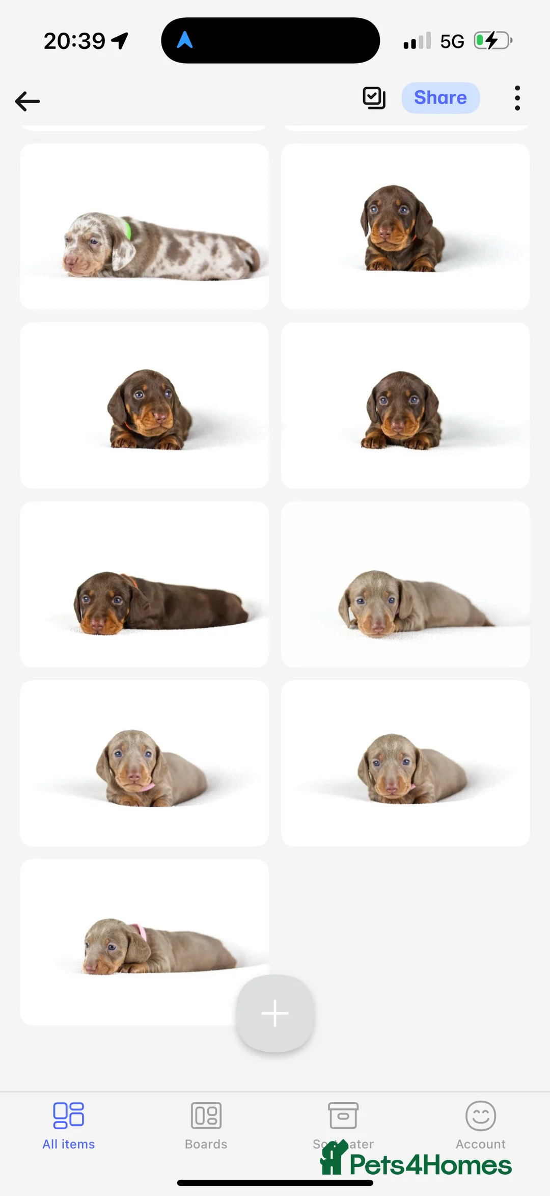 Miniature Dachshund dogs for sale: Miniature dachshund puppies  - Advert 5