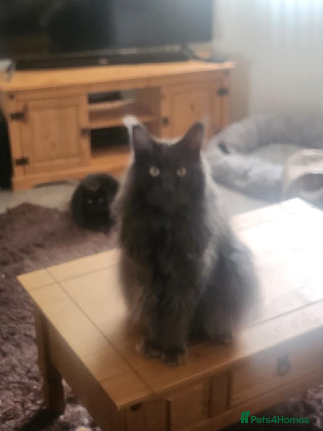 Maine Coon cats for sale: Ginger Stripped Male Maincoon - Image 5