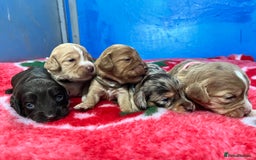 Cockapoo dogs for sale: Cockapoo puppies Rainbow litter  - Image 8
