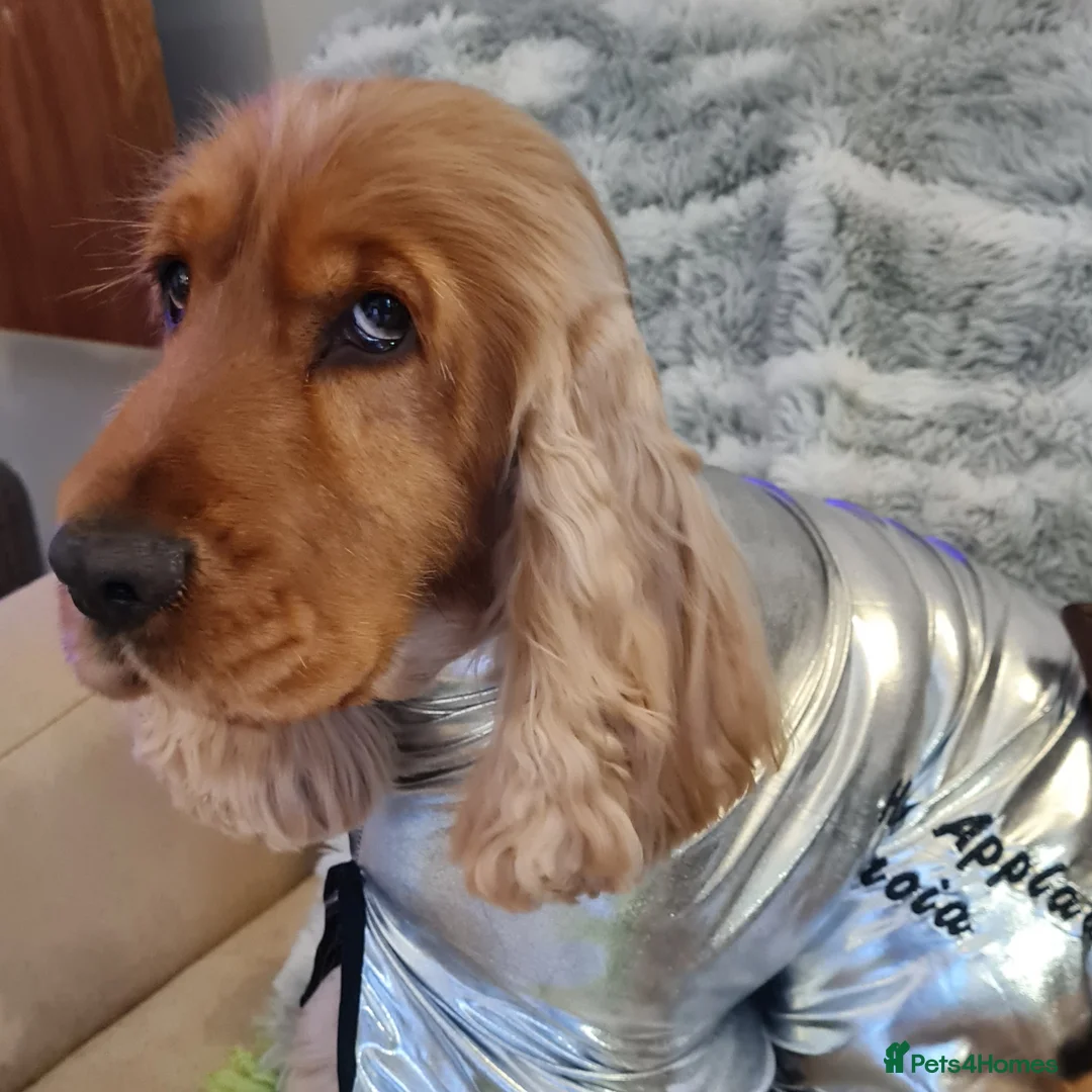 Cocker Spaniel dogs for stud: Outstanding Show Cocker for stud  - Advert 10