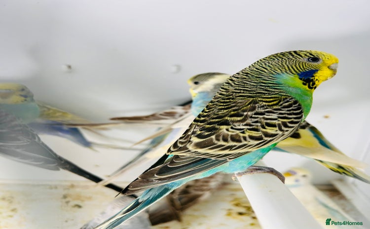Budgerigars birds in Luton - Advert 8