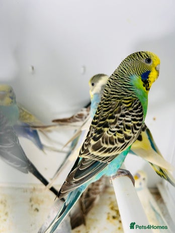 Budgerigars birds in Luton - Advert 4