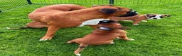 Boxer dogs for sale: Beautiful Boxer Puppies-2 Boys & 1 Girl in Reading - Advert 13