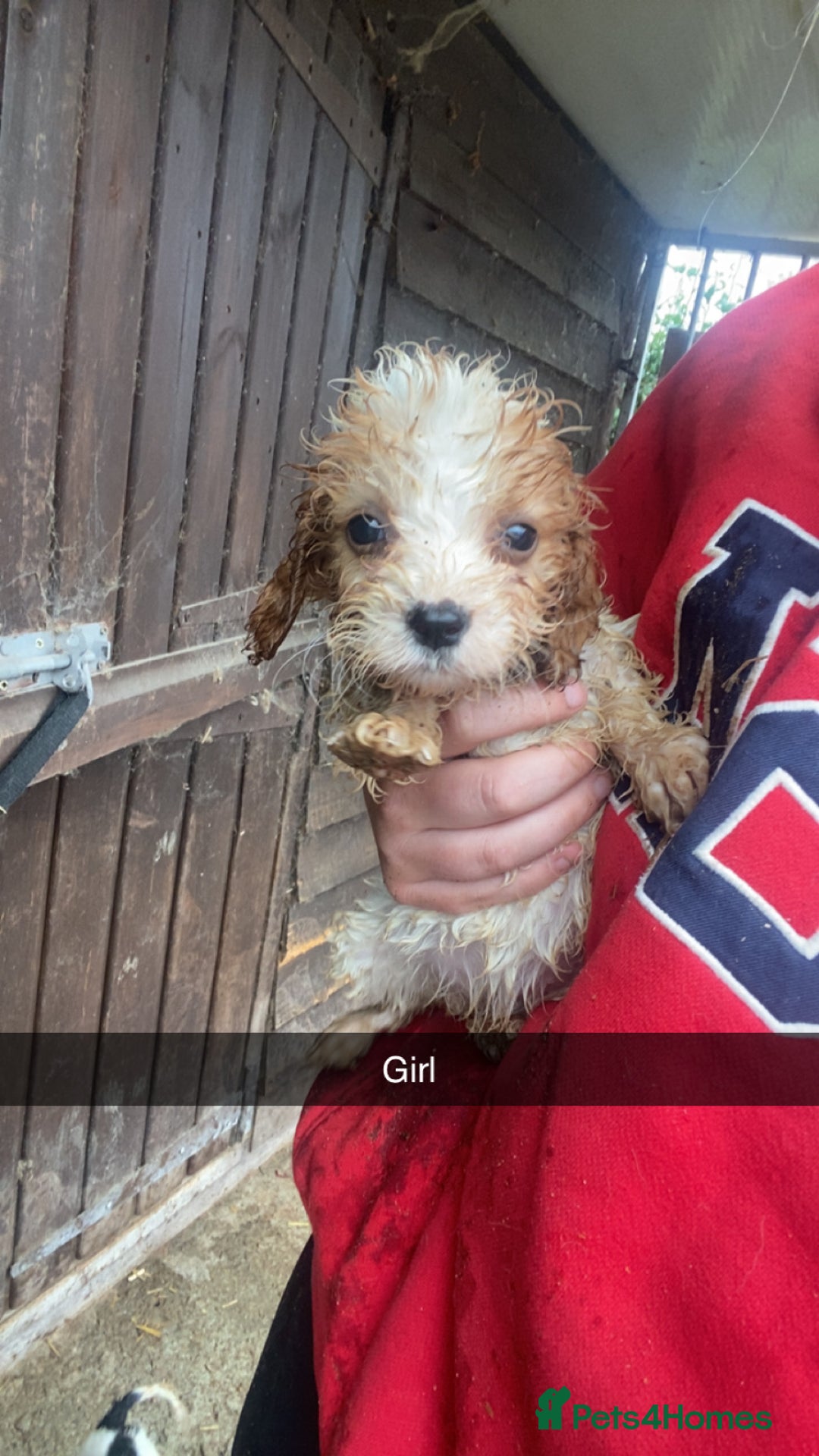 Cockapoo dogs for sale: Cockapoo pups for sale - Image 6
