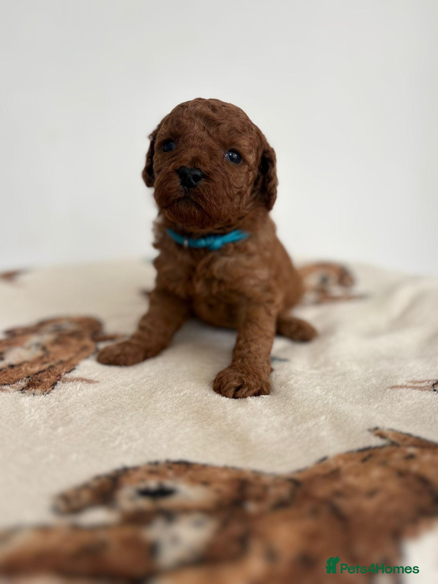 Cavapoo dogs Cavapoo Puppies for sale - Advert 1