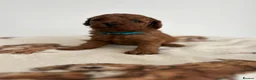 Cavapoo dogs for sale: Cavapoo Puppies for sale - Advert 14