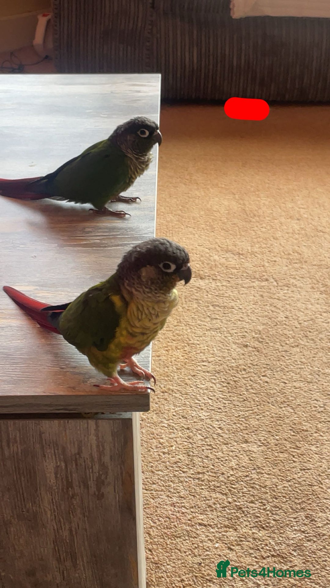 Conures birds for sale: Two Green cheek conures  - Image 2