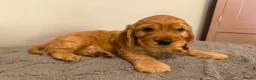 Cocker Spaniel dogs for sale: Stunning Golden Show Cocker Spaniels  - Advert 5