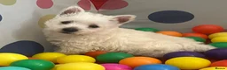 West Highland Terrier dogs for sale: Adorable West Highland terrier puppies - Advert 10