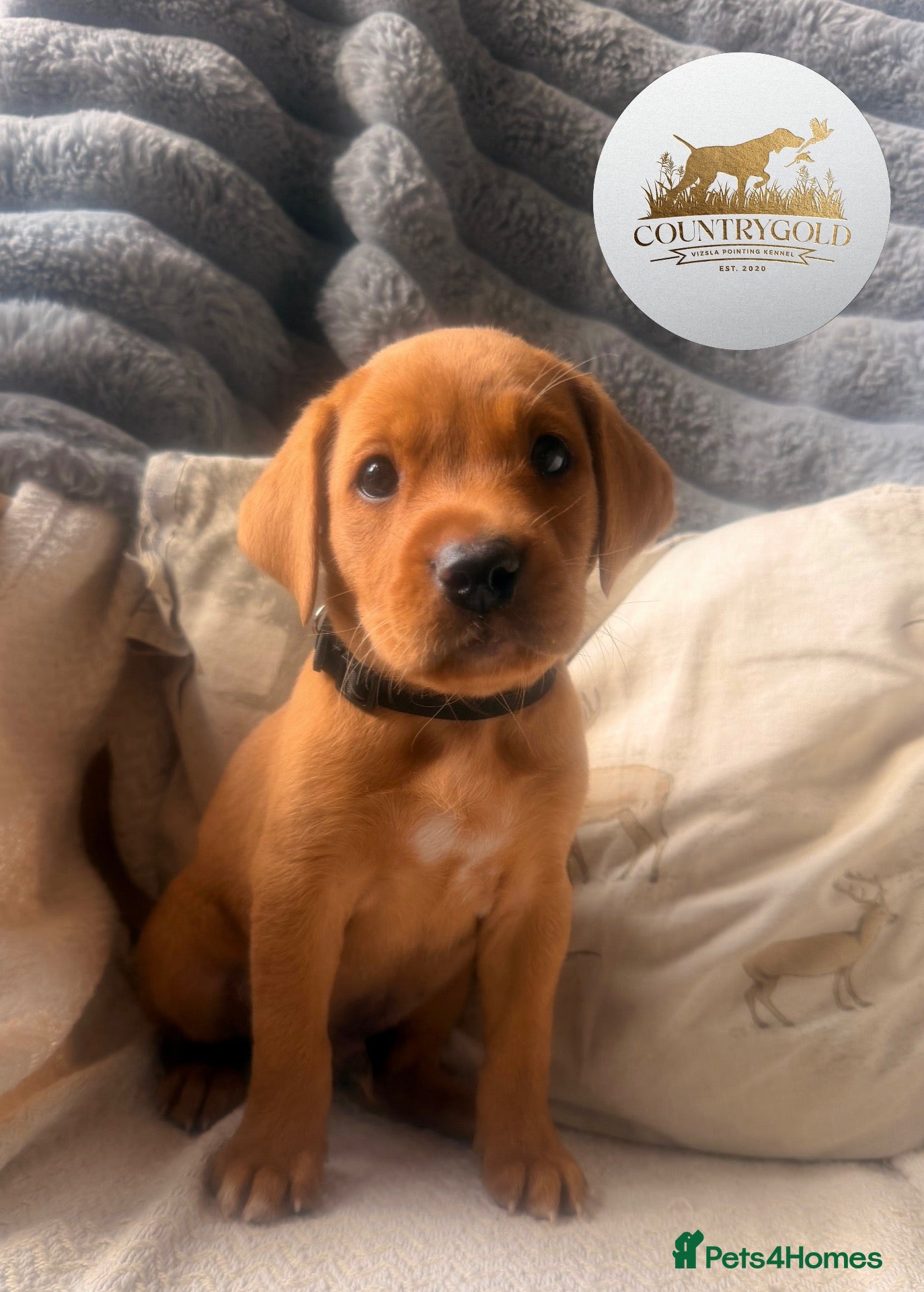 Labrador Retriever dogs KC FTCH WORKING FOX RED LABRADOR’S - Advert 2